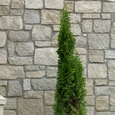 Greenwich Manor Limestone natural stone thin veneer flats — real US-quarried natural stone